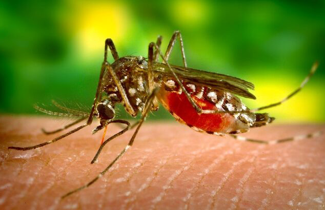 Immagine per Dengue, tre casi importati tra Trieste e Gradisca: nessun collegamento tra loro