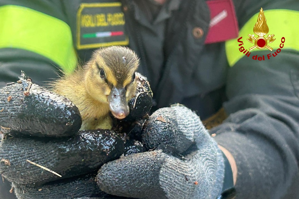 Immagine per Sette paperelle intrappolate in una caditoia: il salvataggio commuove Gorizia
