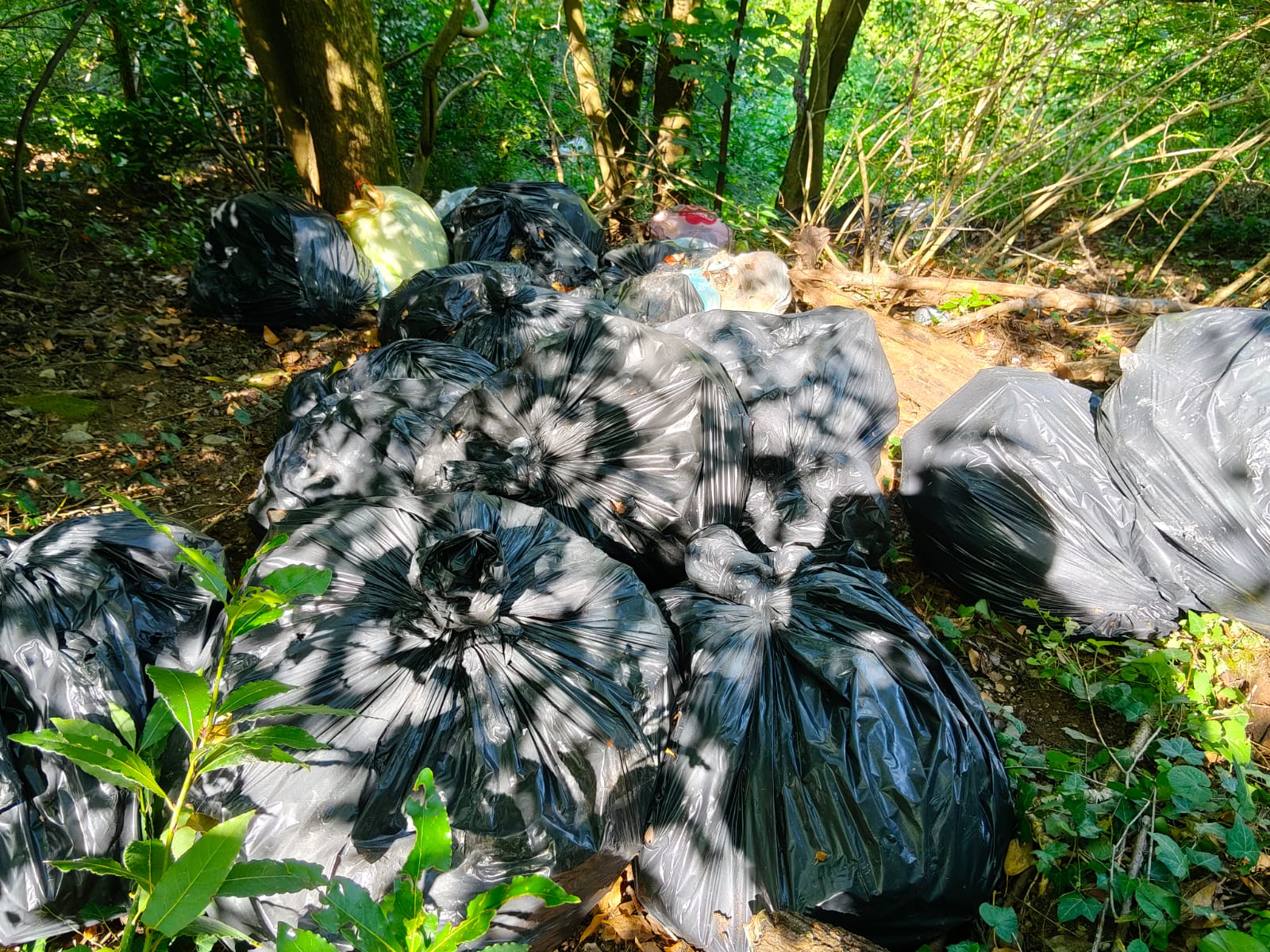 Nuovo abbandono di rifiuti nel Parco di Campagnuzza/Sant’Andrea-Štandrež, l'allarme delle associazioni