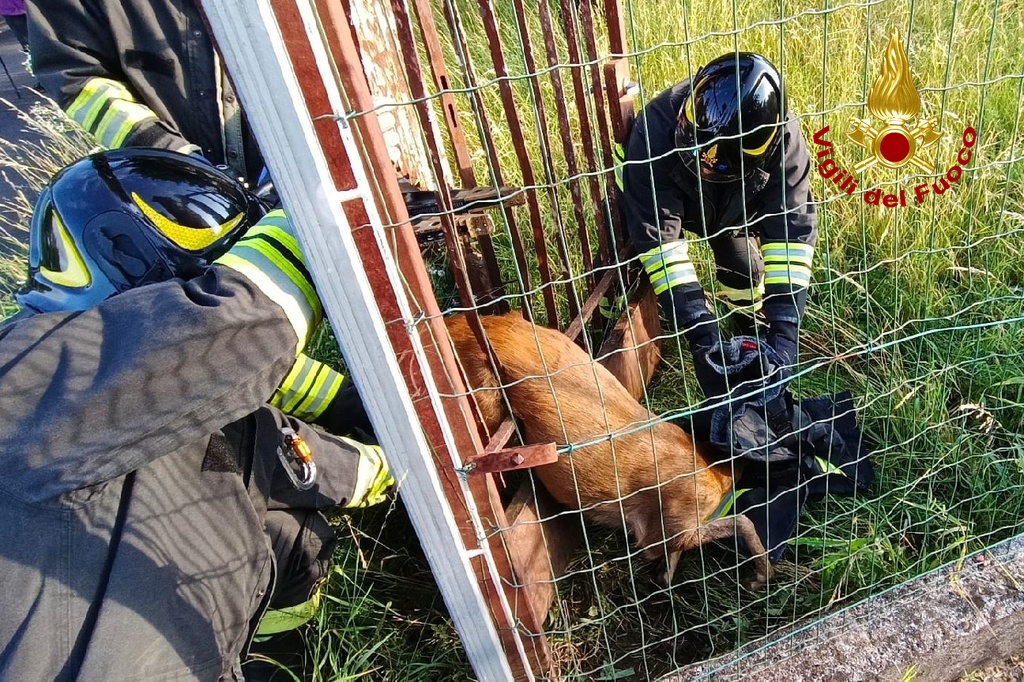 Immagine per Capriolo resta incastrato in un cancello, salvato dai vigili del fuoco a Gorizia