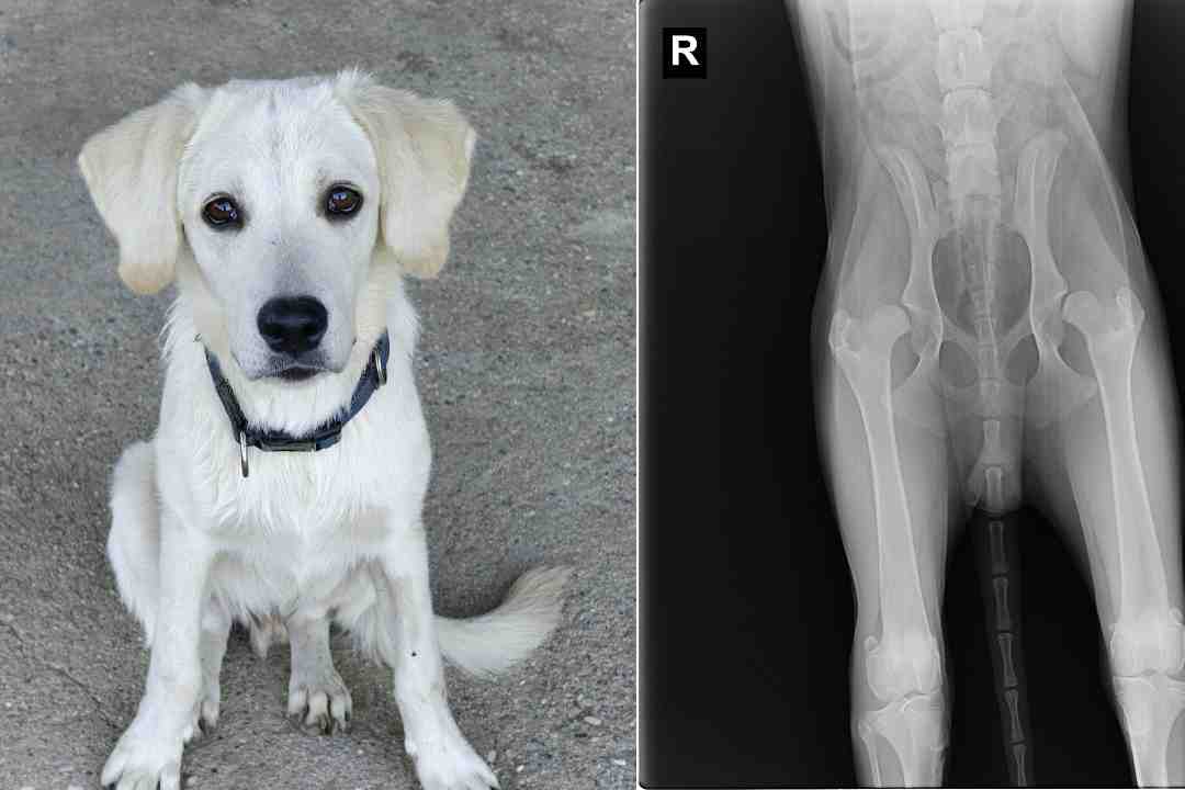 Immagine per Logan, un anno e già il dolore: parte raccolta fondi per operare il giovane cane