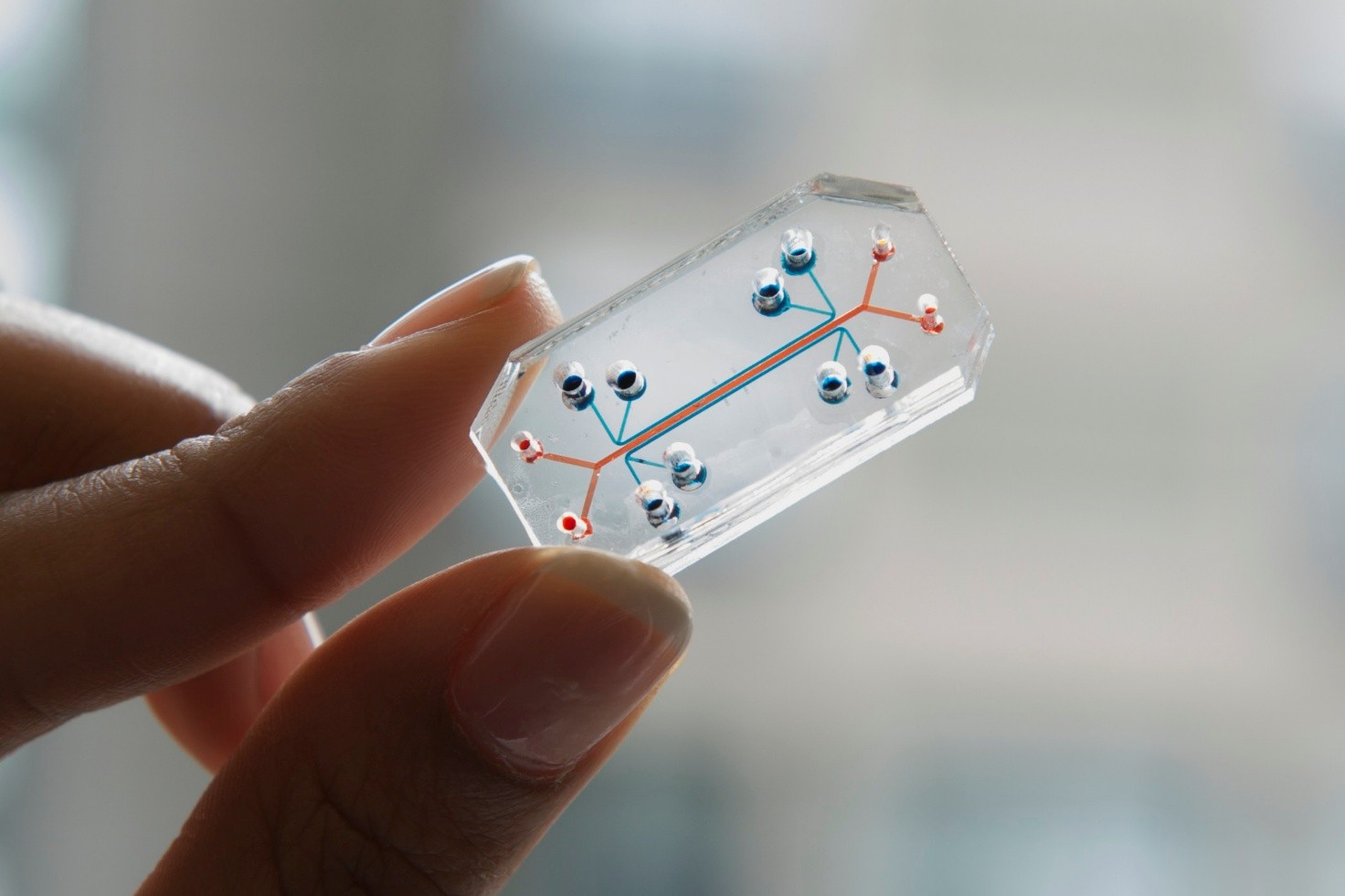 Immagine per Ciacole de scienza - Dal Centro Miniaturizzazione Delle Forze agli organi su chip: quando la fantascienza diventa realtà (ma all’opposto)