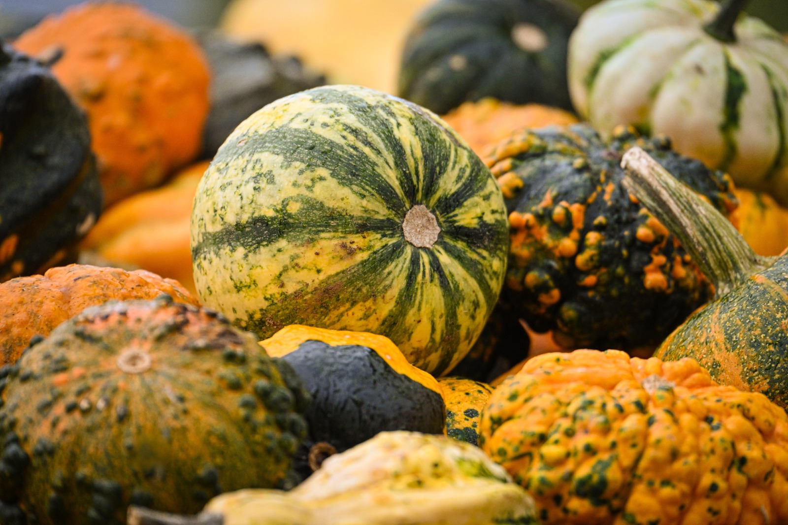 Immagine per San Floriano, l’autunno si colora con i laboratori per bambini