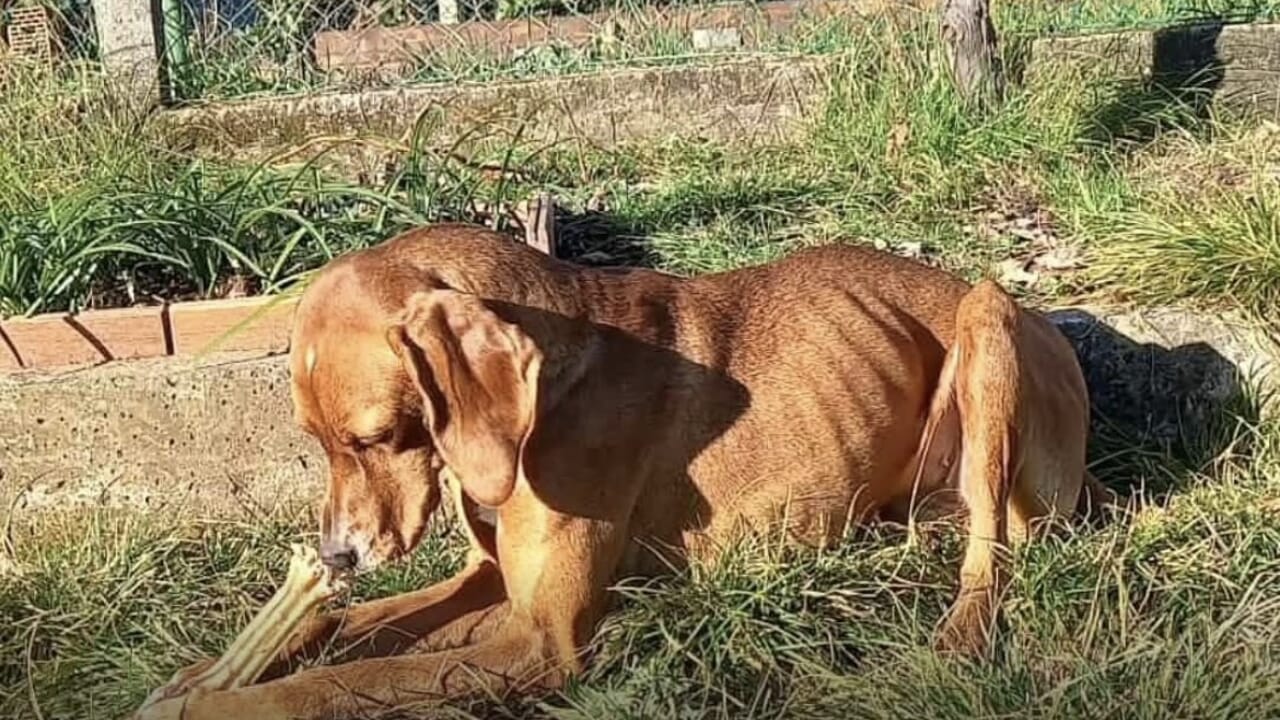 Immagine per Caso del 'Cane Nina', i due imputati rinviati a giudizio. Escluse tre parti civili