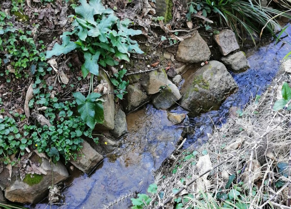 Immagine per Moria di pesci in un'affluente del Versa, scattano le indagini a Cormons