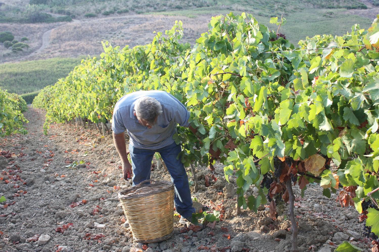 Immagine per La vendemmia dopo caldo e maltempo sul Collio, inizio atteso entro fine agosto