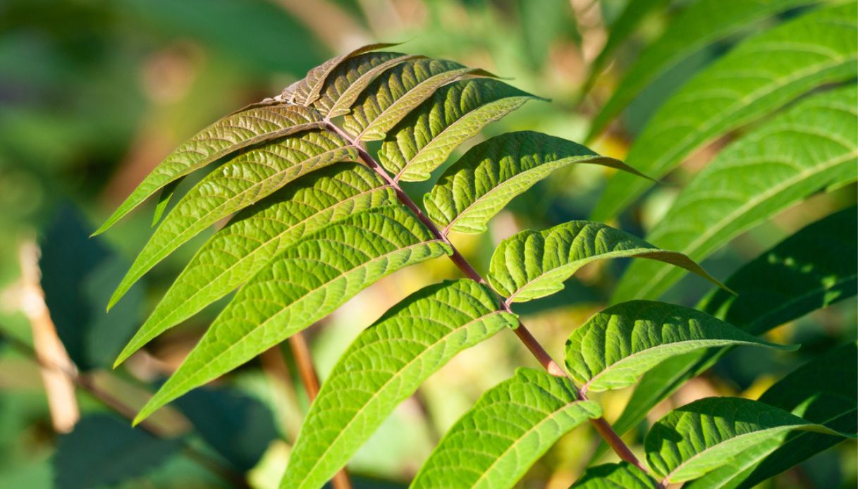 Copertina per Alla scoperta del verde nascosto: a Gorizia parte la Caccia al Tesoro Botanica