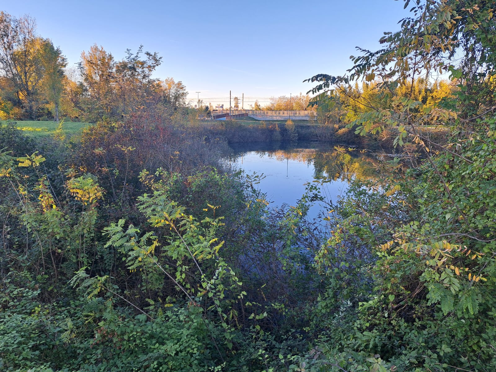 Ronchi dei Legionari celebra Dante col percorso d’arte ‘Nel camin tra le piante’