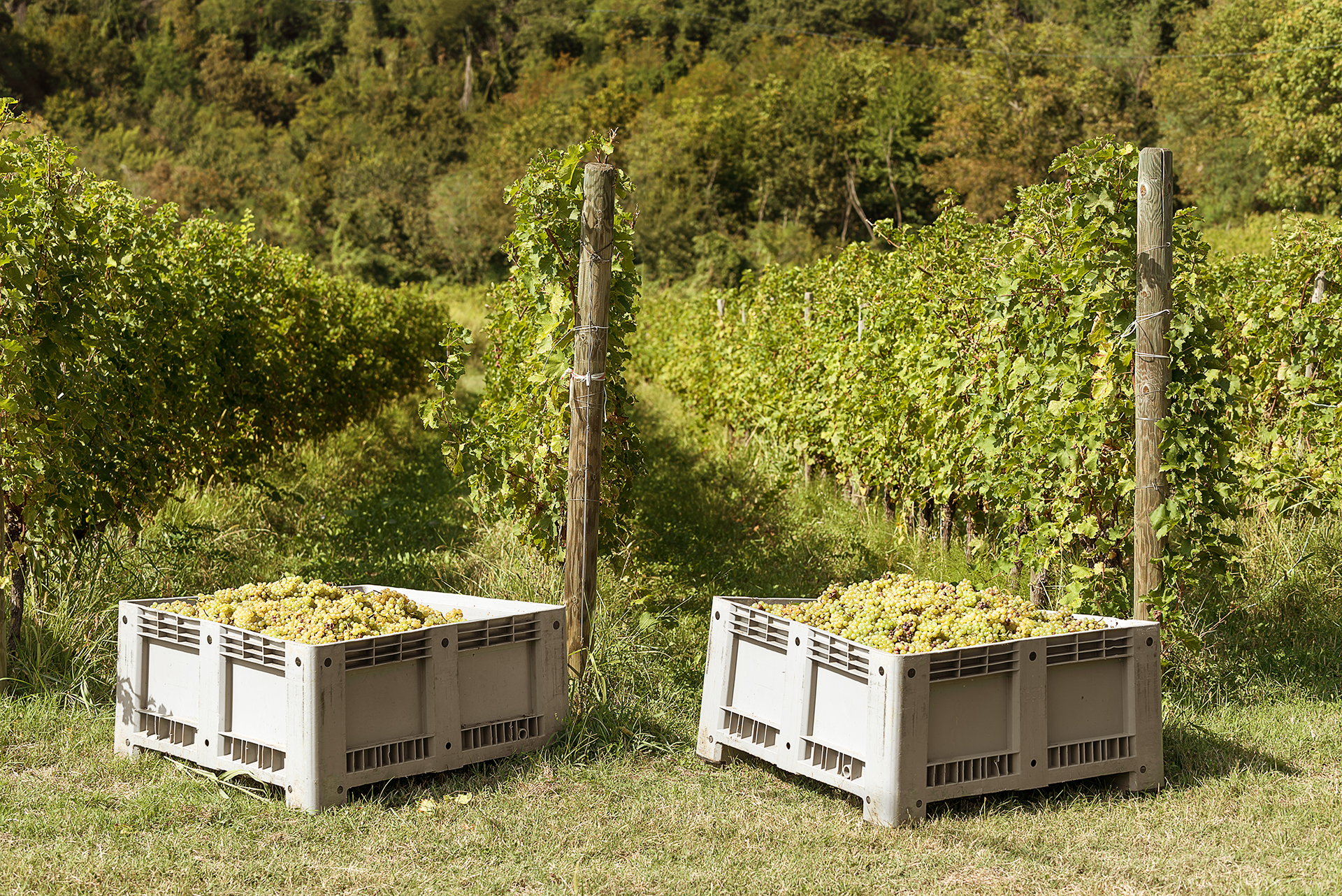 Tra i filari del Collio, la vendemmia didattica di Gradis’ciutta apre le porte al pubblico