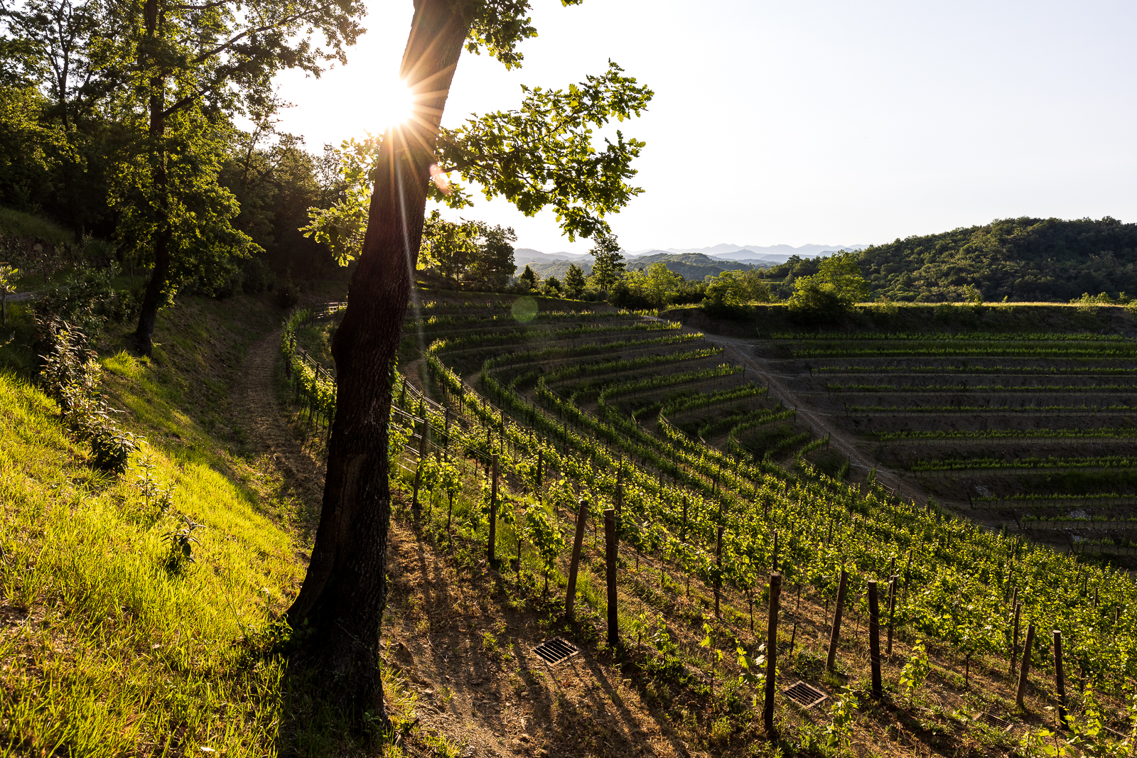 Copertina per Il Collio si prepara ad un'annata promettente: la Vendemmia 2025 a Tenuta Stella