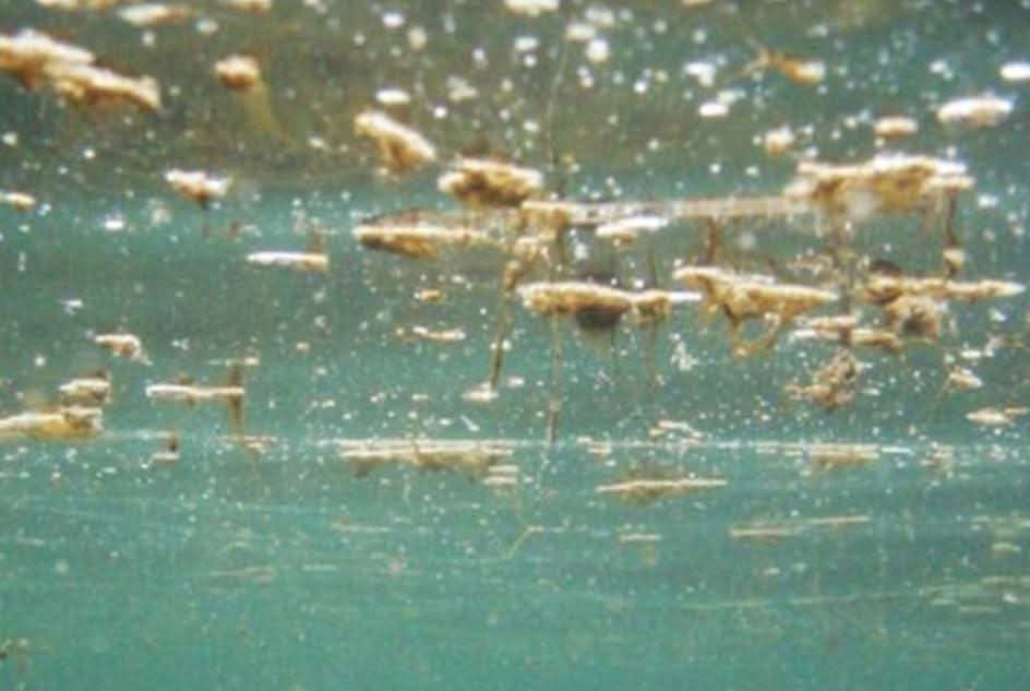 Immagine per Ostreopsis ovata a Canovella de' Zoppoli, il Comune di Duino Aurisina attiva la fase di allerta