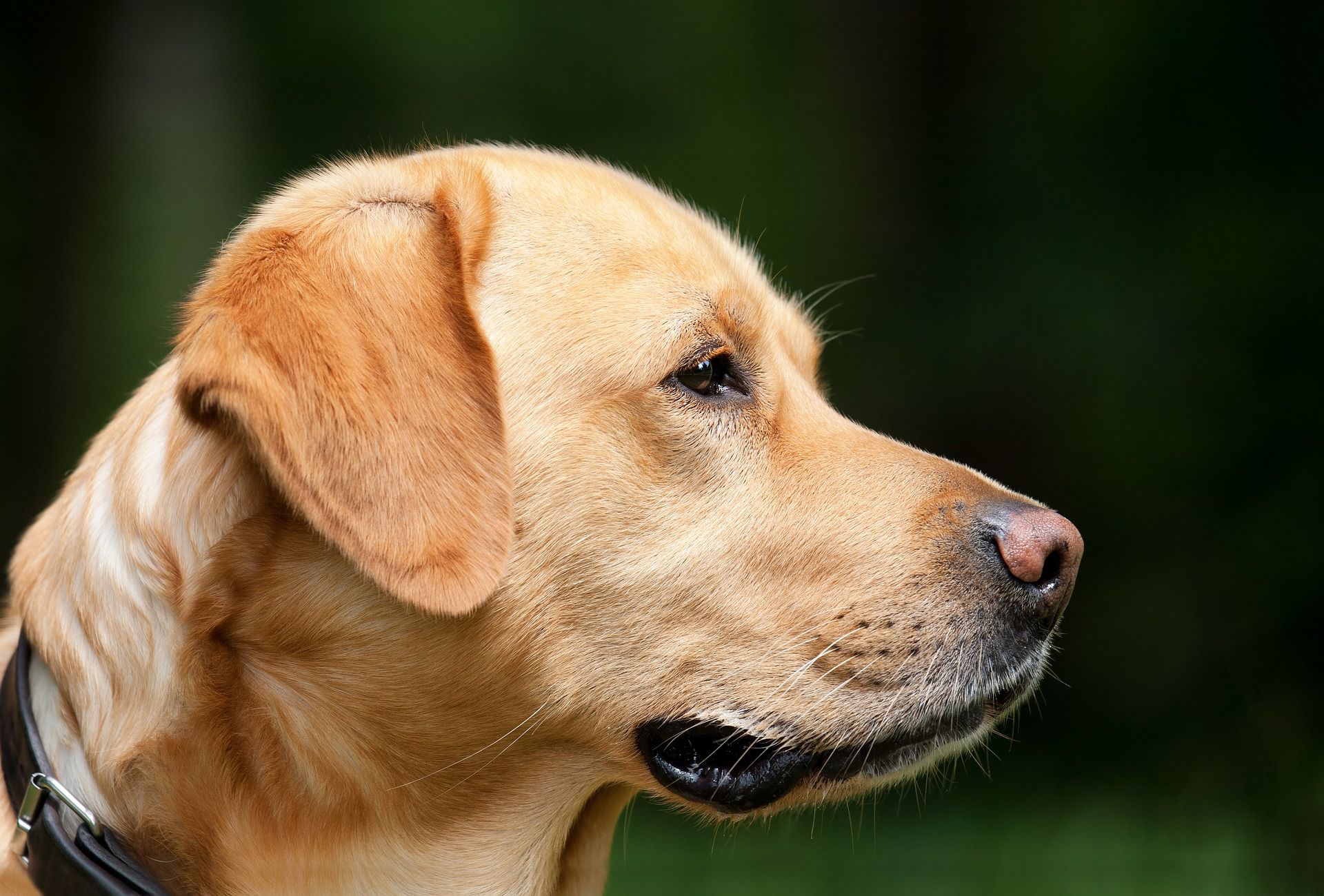 Immagine per A Monfalcone torna ‘Divertimento a 6 Zampe’: sabato un pomeriggio di giochi all'Area Verde per cani e proprietari