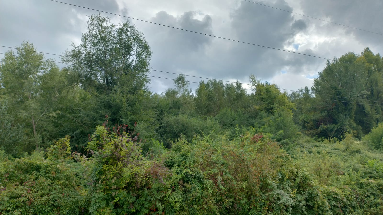 Immagine per Ex discarica rinata a bosco: Legambiente porta i cittadini alla scoperta dell’area di via Brigata Sassari