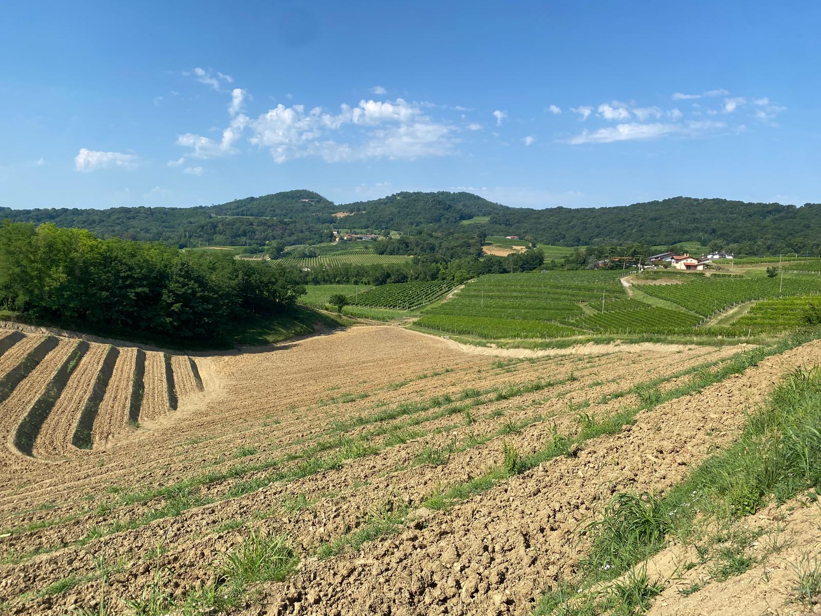 Immagine per Consorzio Collio, primavera da record tra guide nazionali e debutto in Formula 1