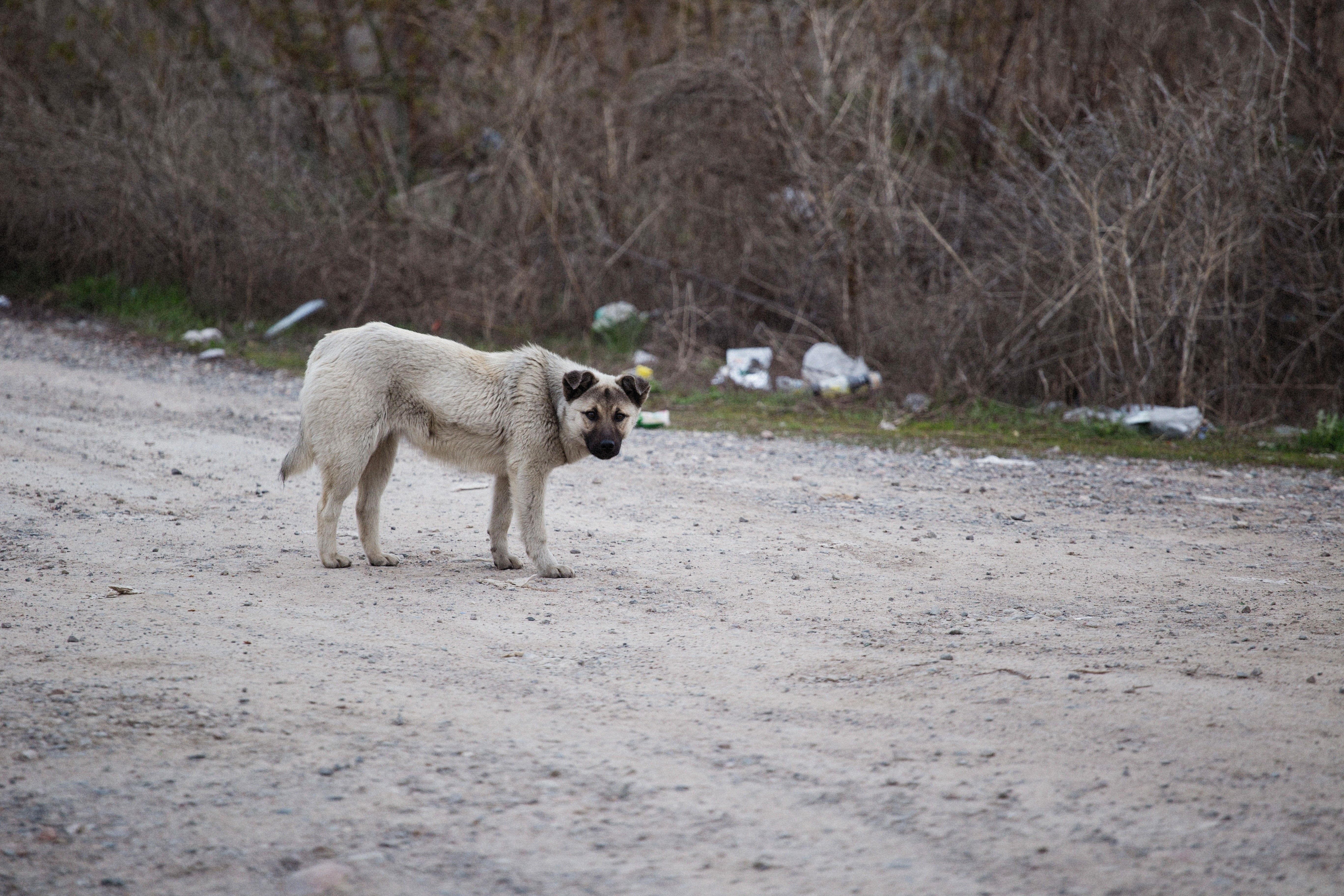 Immagine per ‘Animali in città’: Monfalcone tra i Comuni migliori in regione ma Ronchi e San Canzian arrancano