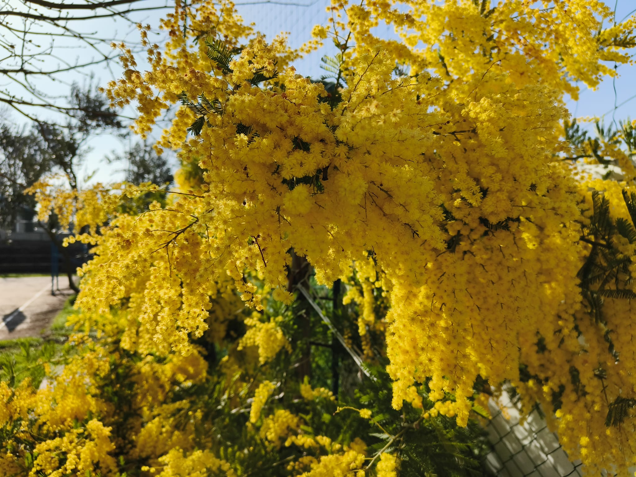 Immagine per A Monfalcone iniziative e riconoscimenti per la Giornata della Donna