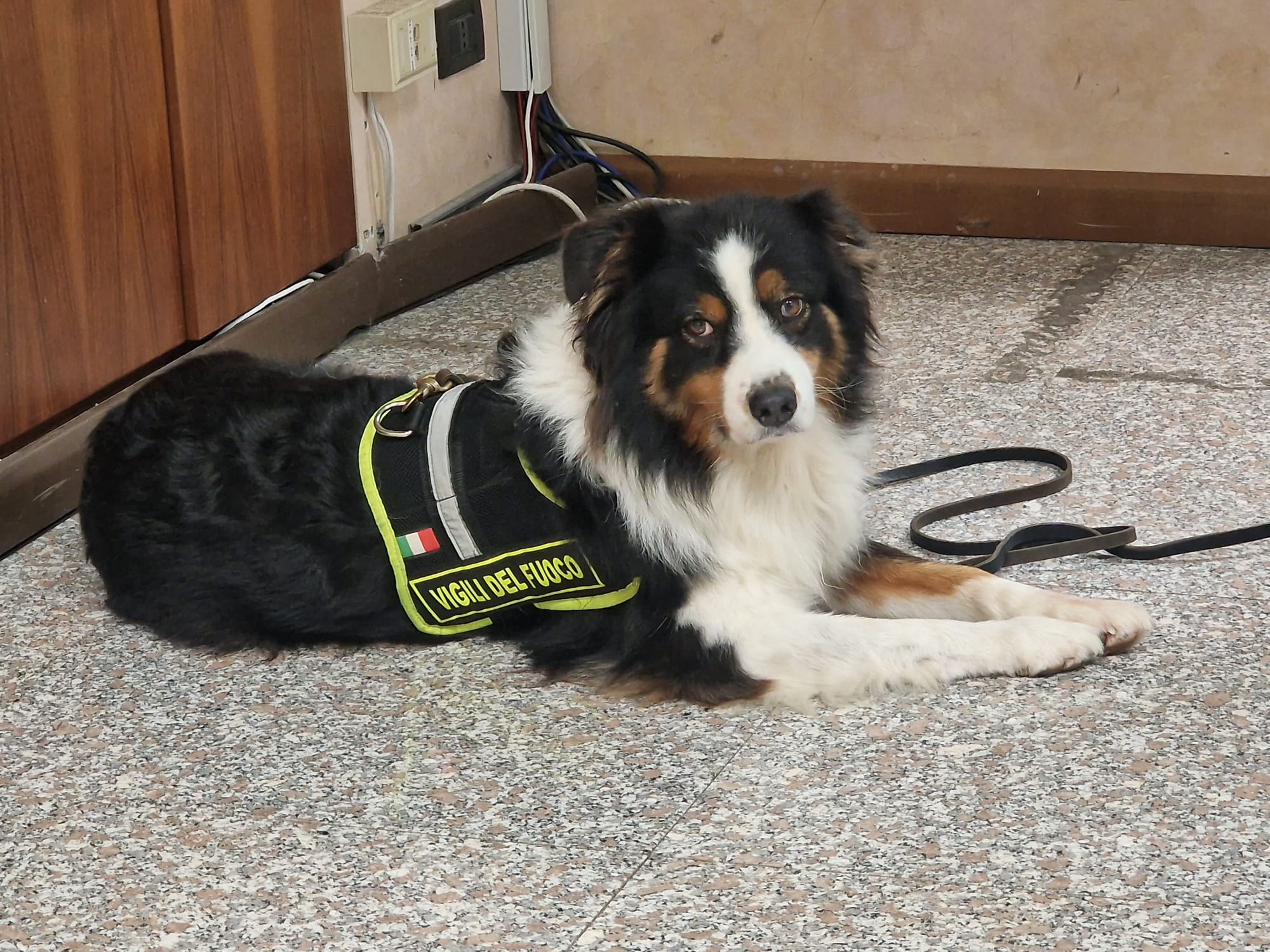 Immagine per A Gorizia la benedizione degli animali con Lamù, il cane eroe del Ponte Morandi