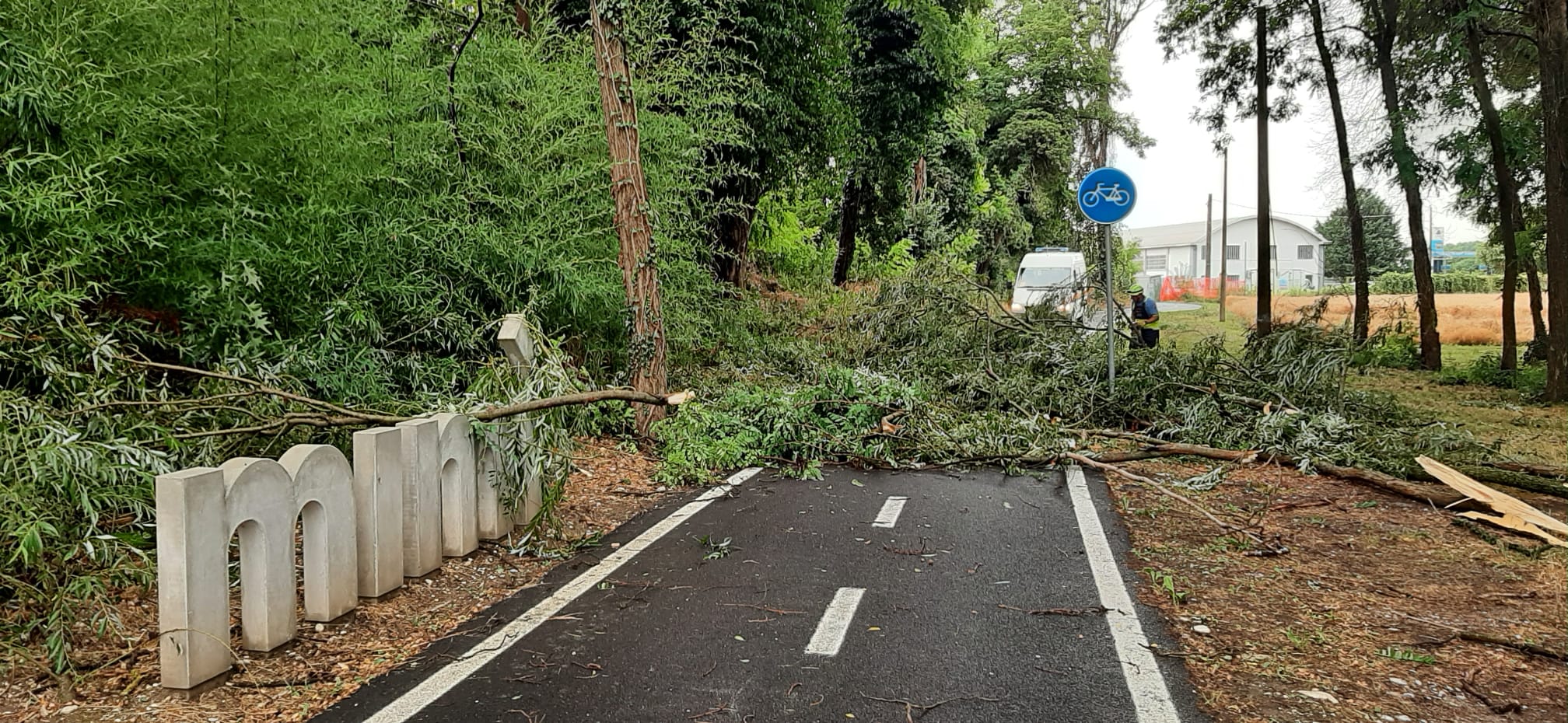 Copertina per Ondata di maltempo su tutto il Fvg, forte vento e alberi caduti in strada