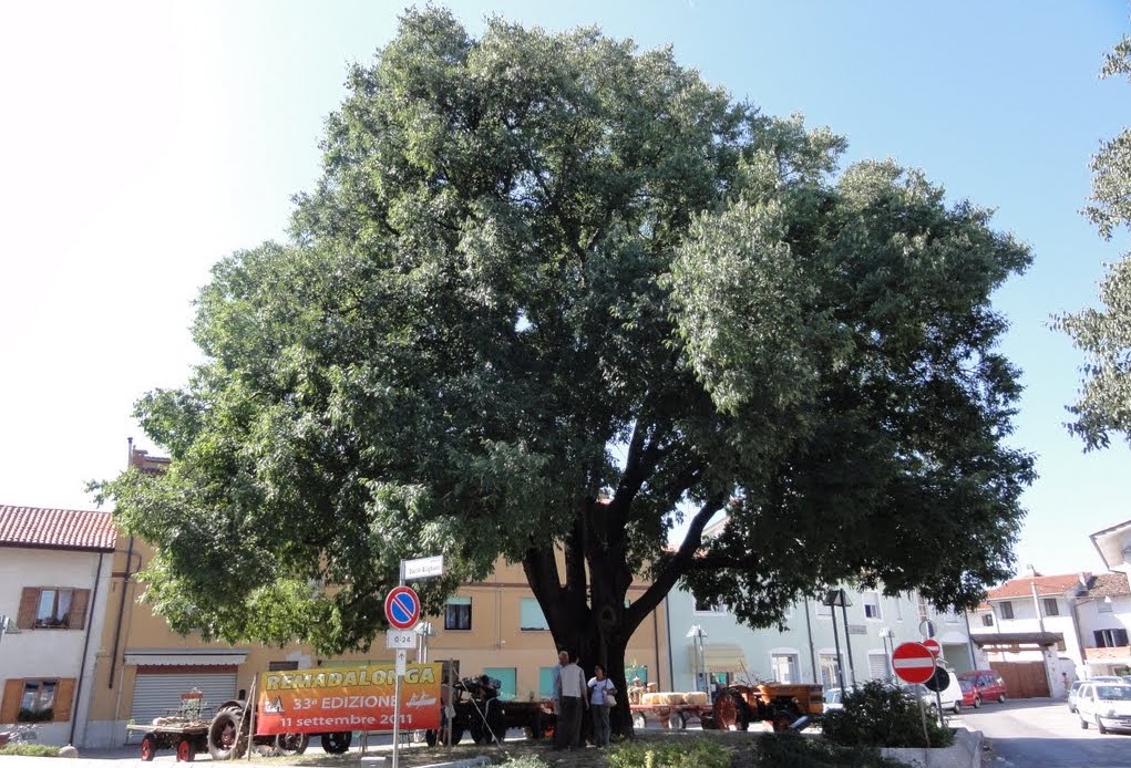 Copertina per Rami del Bobolar all'asta, nasceranno nuovi alberi a Staranzano