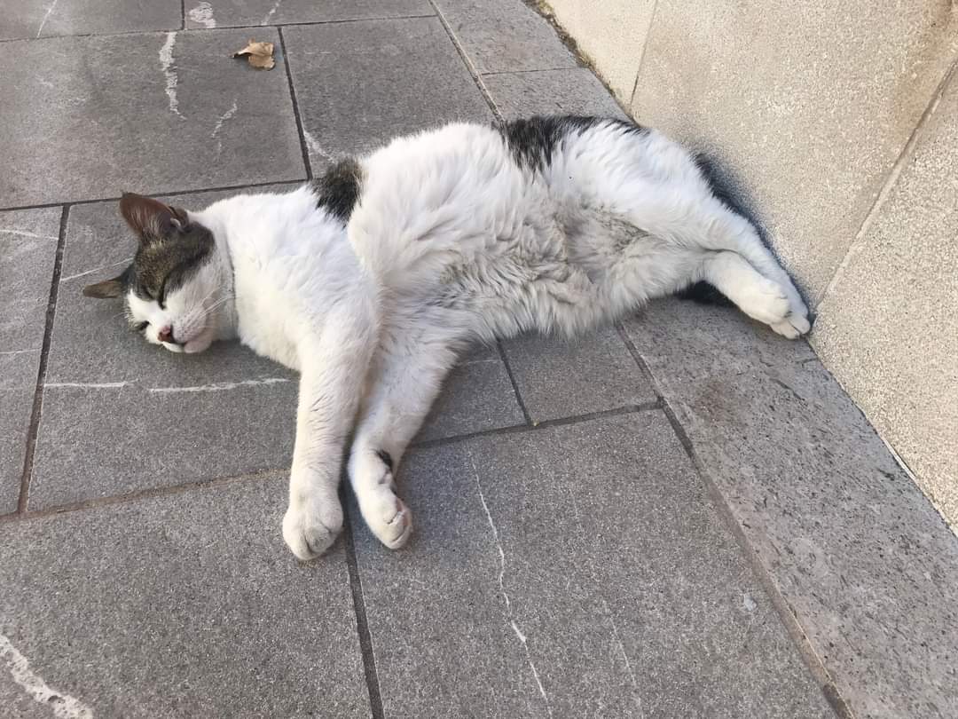 Immagine per «Aggredita da un cane senza guinzaglio», gatta uccisa a Gradisca