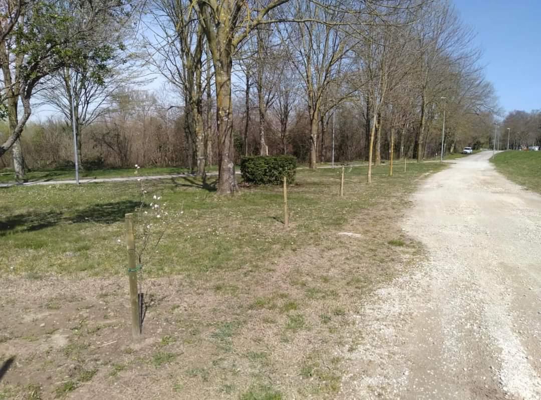 Copertina per Aumenta il verde a San Pier d'Isonzo, nuovi alberi nelle zone sportive