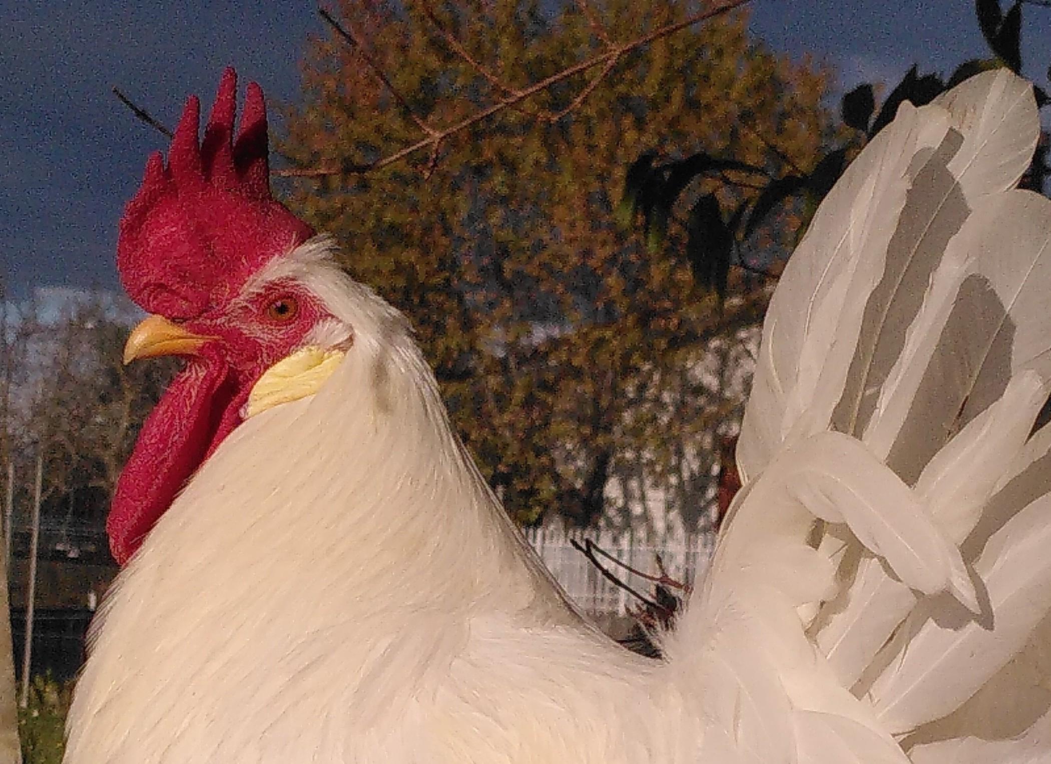 Immagine per Gallo ucciso e gettato in un sacco, il caso a San Pier d'Isonzo