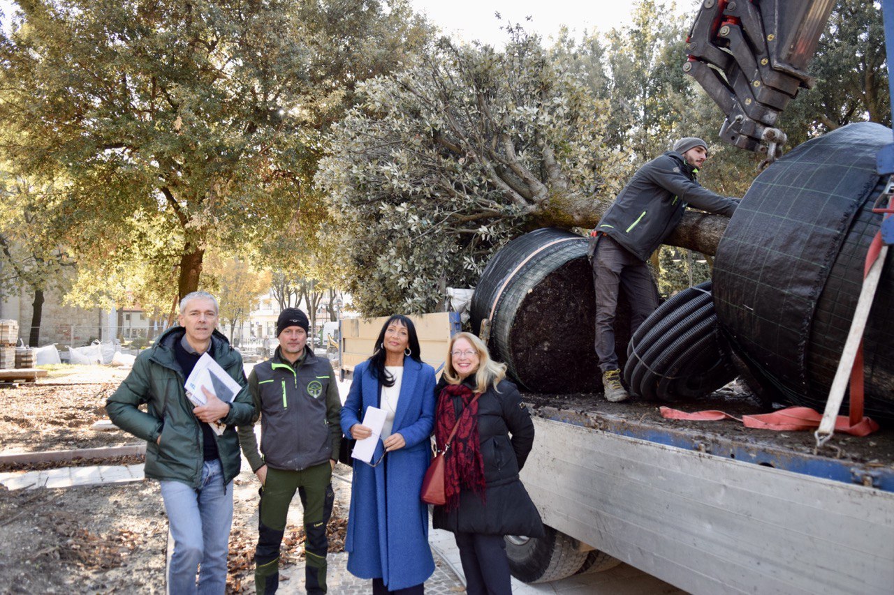 Copertina per Monfalcone riporta in piazza i suoi lecci dopo un anno, curati sette alberi
