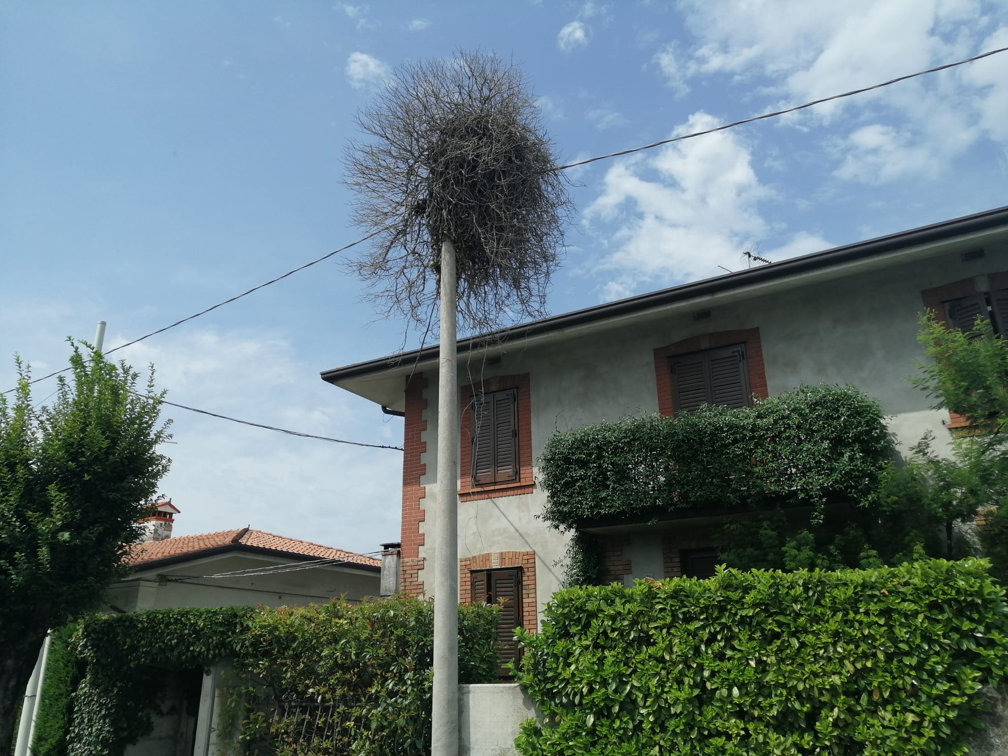 Immagine per A Ronchi spunta un nido di cicogna 'fantasma', ma è una bufala
