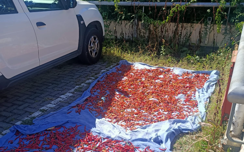 Immagine per Essicava peperoncini al sole tra le auto, trentenne multato a Monfalcone