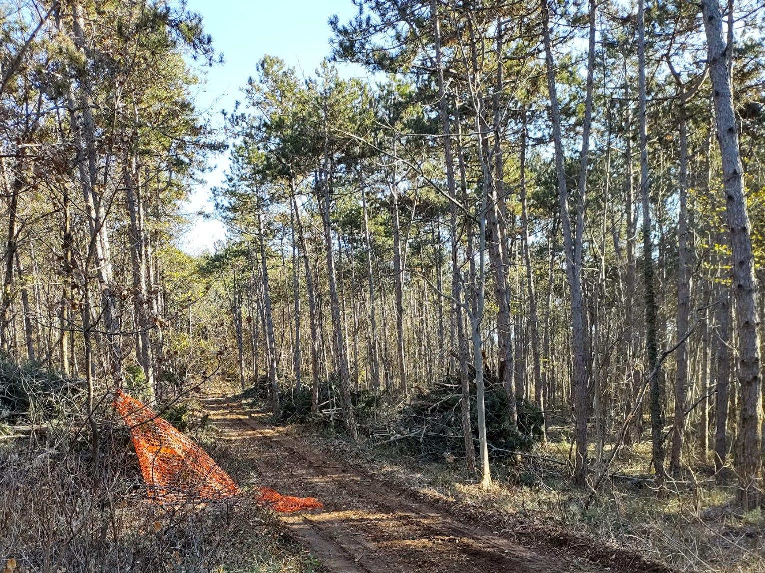 Immagine per Gestione del Parco del Carso a Monfalcone, lavori su 192 ettari