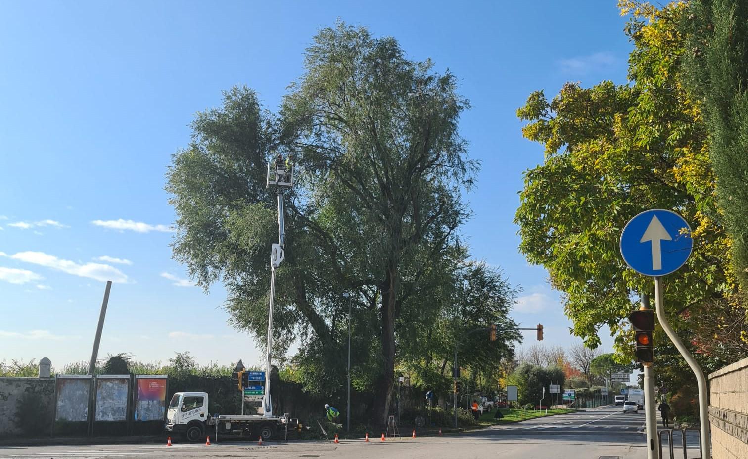 Copertina per Cura del verde, 41 alberi hanno urgente bisogno di intervento a Ronchi