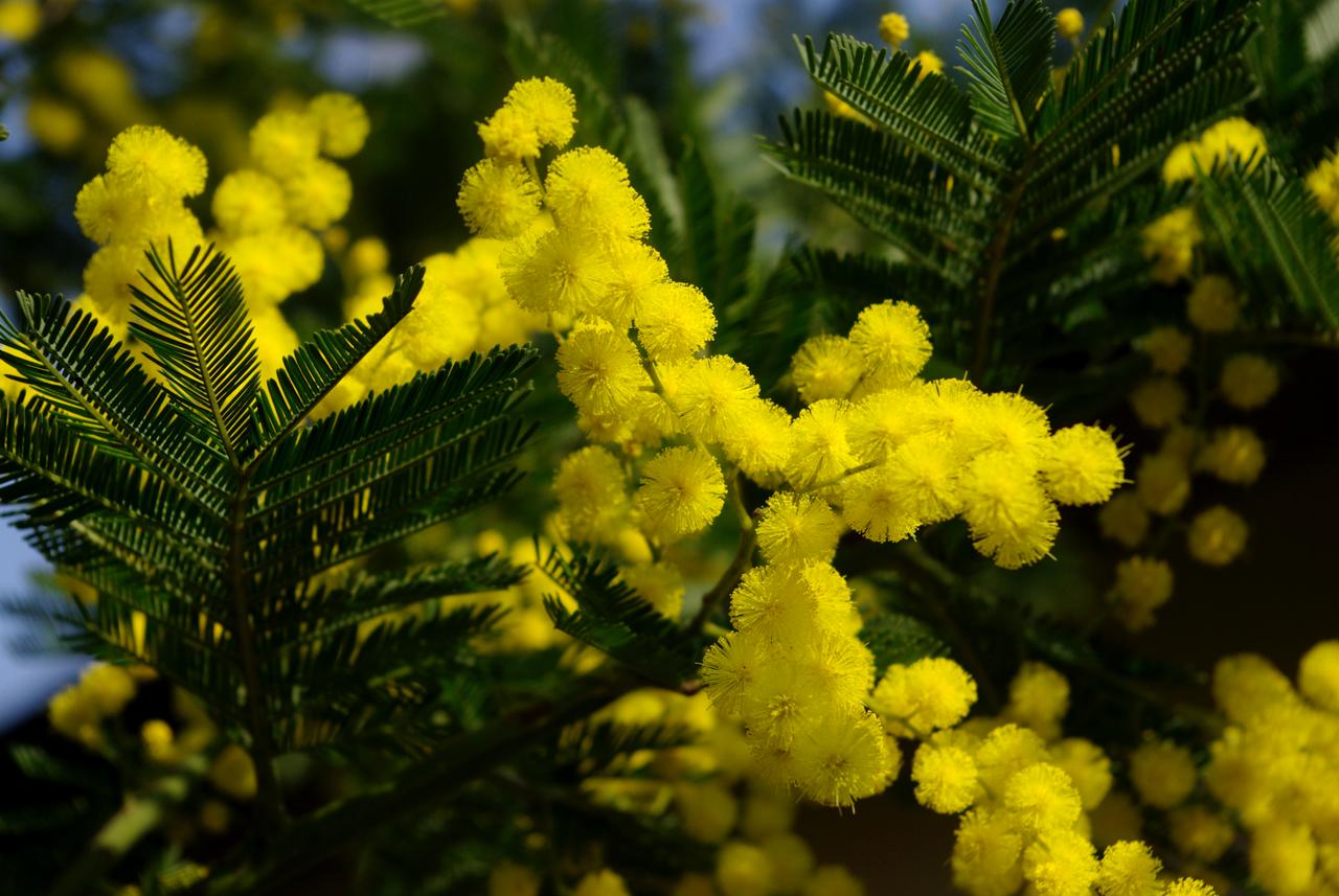 Immagine per Le mimose fuori dalla biblioteca a Staranzano, gli eventi per l'8 marzo