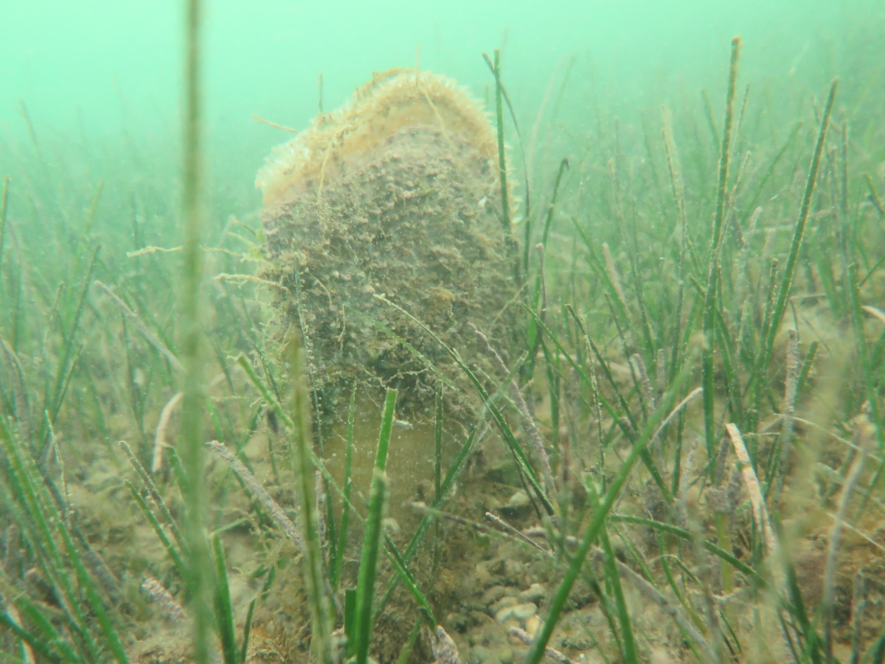 Immagine per Golfo di Panzano, partono i monitoraggi dei sub sulle fanerogame marine 