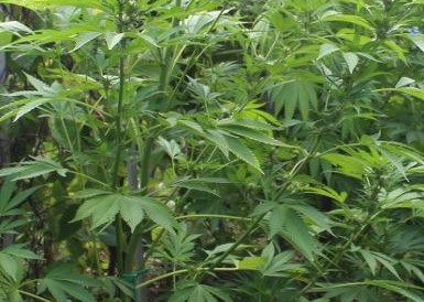 Copertina per Perquisizione a Nova Gorica, sequestrate 9 piante di marijuana. Indagato un 39enne