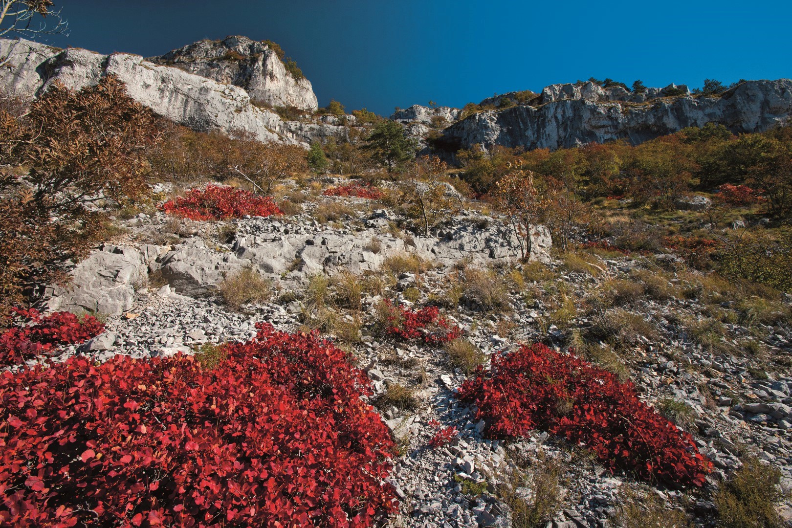 Immagine per Alla scoperta delle ricchezze del Geocarso, mostra e laboratori per gli studenti di Monfalcone