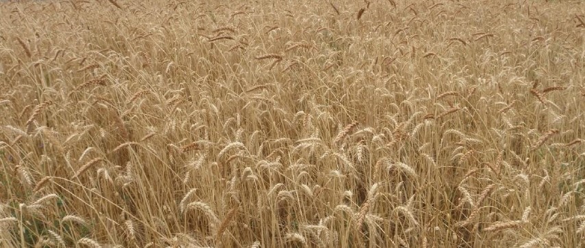 Copertina per Dobbia, al Giardino Botanico Brumati ritornano le antiche gesta contadine con la mietitura a mano del grano antico