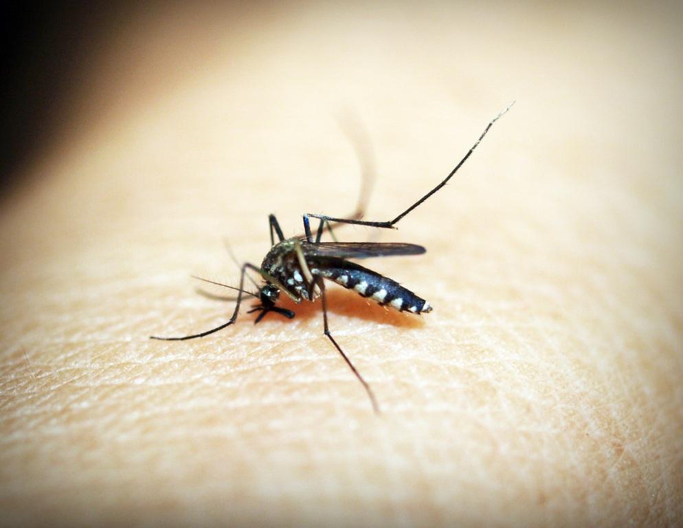 Copertina per Caso di Dengue a Staranzano, scattata la disinfestazione