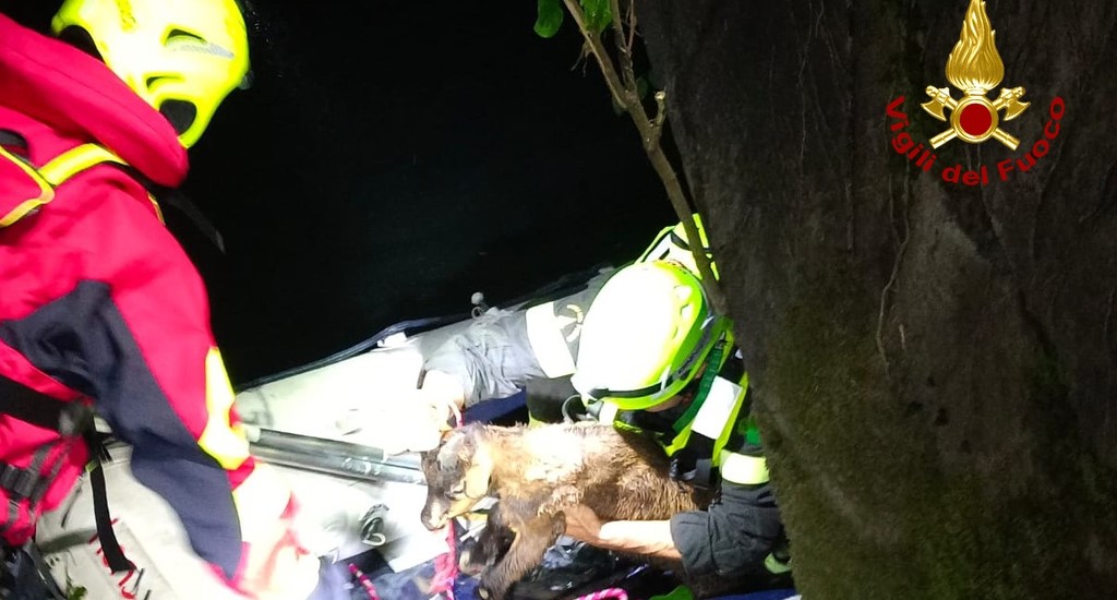 Copertina per Paura a Sdraussina: capretto scivola nella Rosta, salvato dai Vigili del Fuoco