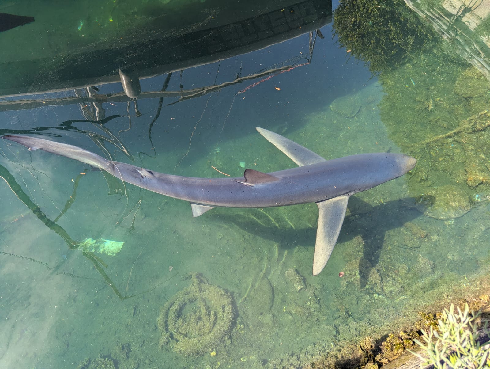 Immagine per Dal pesce luna della baia di Sistiana allo squalo di Trieste, «fondamentale la Citizen Science» per la salvaguardia