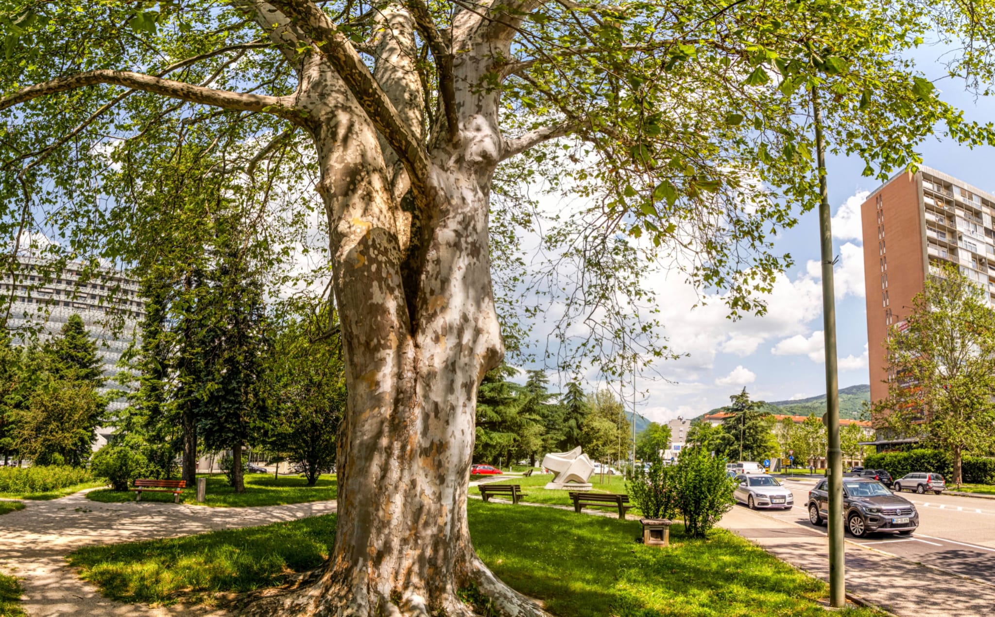 Immagine per Nova Gorica, consultabile online il catasto degli alberi: «Una città in un parco botanico»