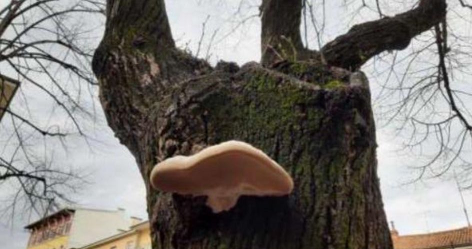 Copertina per Monfalcone, due alberi a rischio crollo in viale San Marco. Da lunedì 8 gli abbattimenti