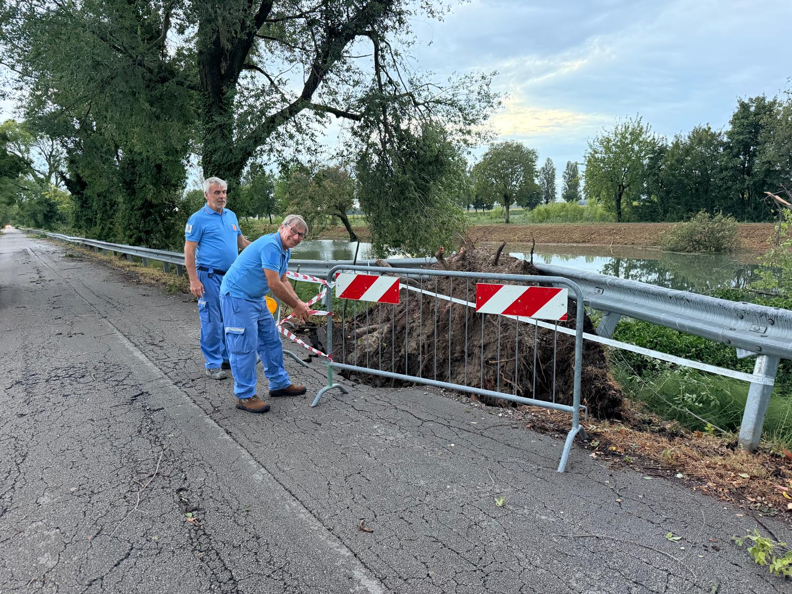 Immagine per Staranzano, albero crollato sulla Strada del Brancolo: via ai lavori di ripristino e viabilità modificata