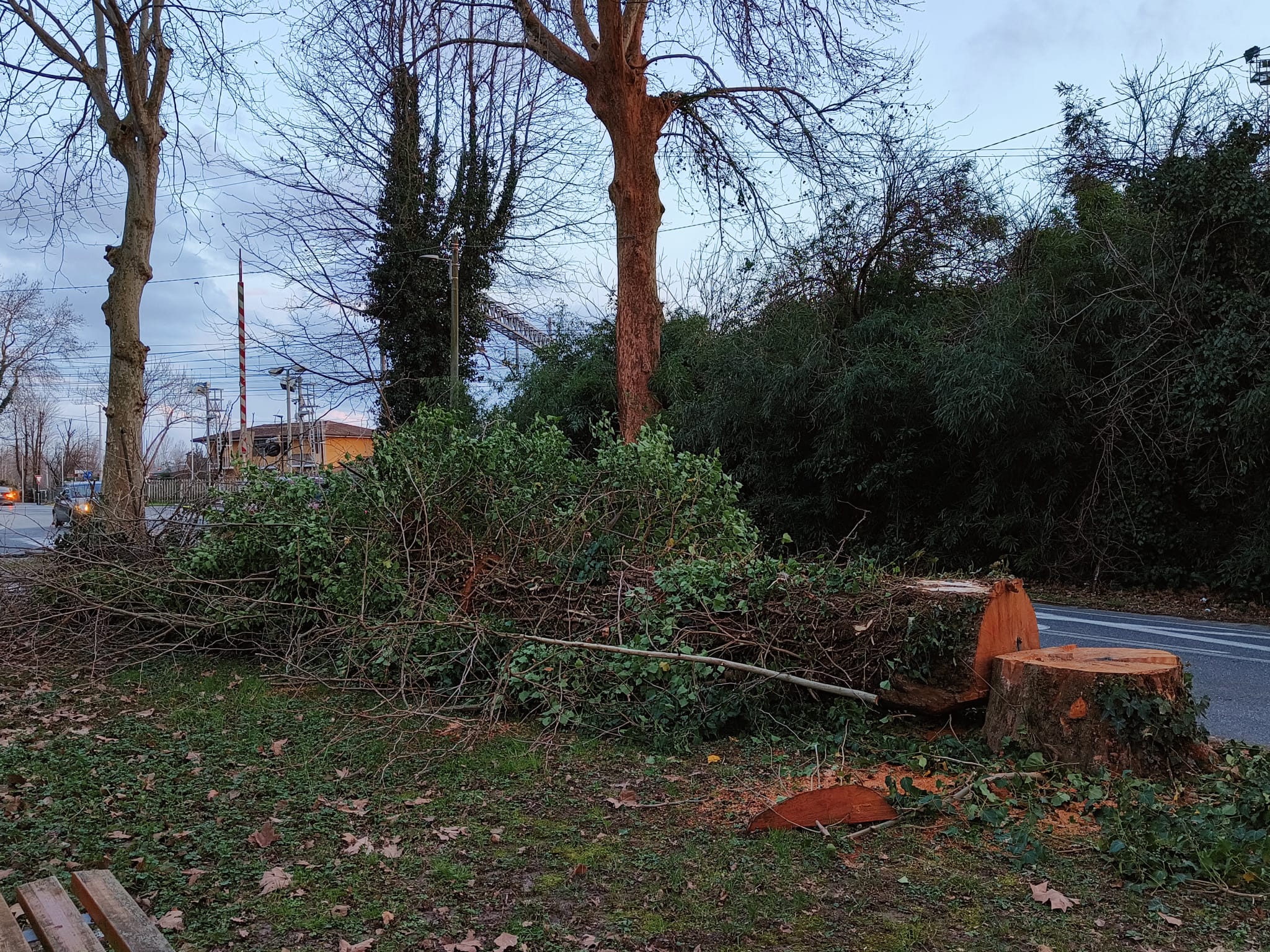 Immagine per Potature in via XXIV Maggio, via San Lorenzo e via D’Annunzio a Ronchi, Di Bert: «Fermare i tagli»