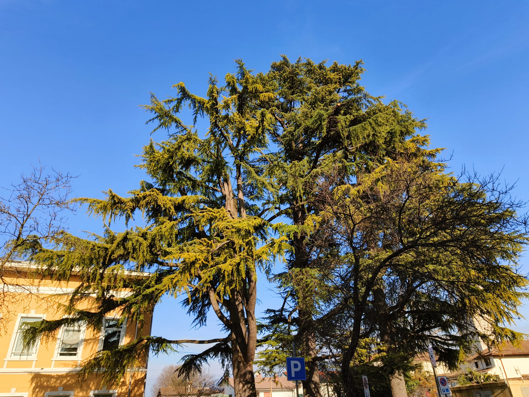 Immagine per Pieris, messi in sicurezza i ‘Cedrus deodara’ di via Marconi: «tutelati» e ridotto il loro peso statico 
