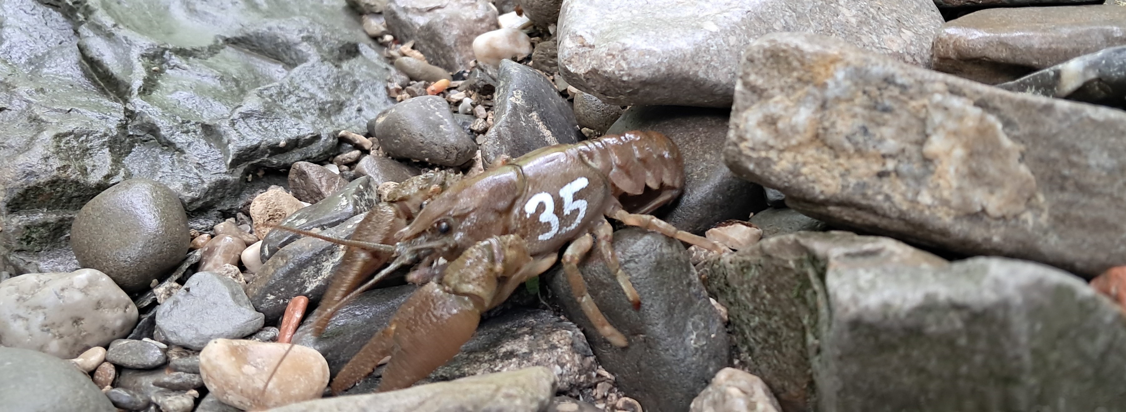 Immagine per Canale del Brancolo, il Gambero di fiume è a rischio: ecco i risultati del monitoraggio 'PALLIPES'