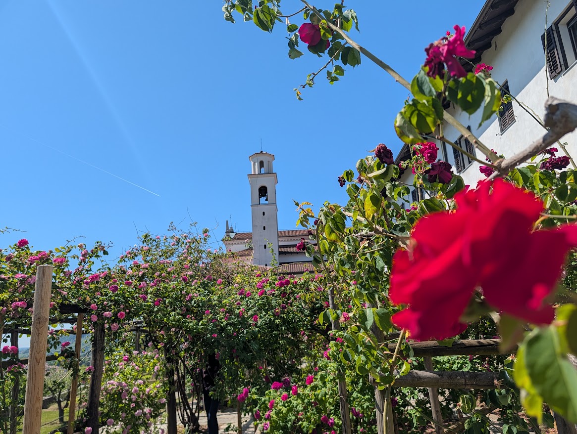 Lettere - Il 'potere' delle rose Bourbon del monastero di Castagnevizza: «Placano le tensioni politiche e annullano le differenze»