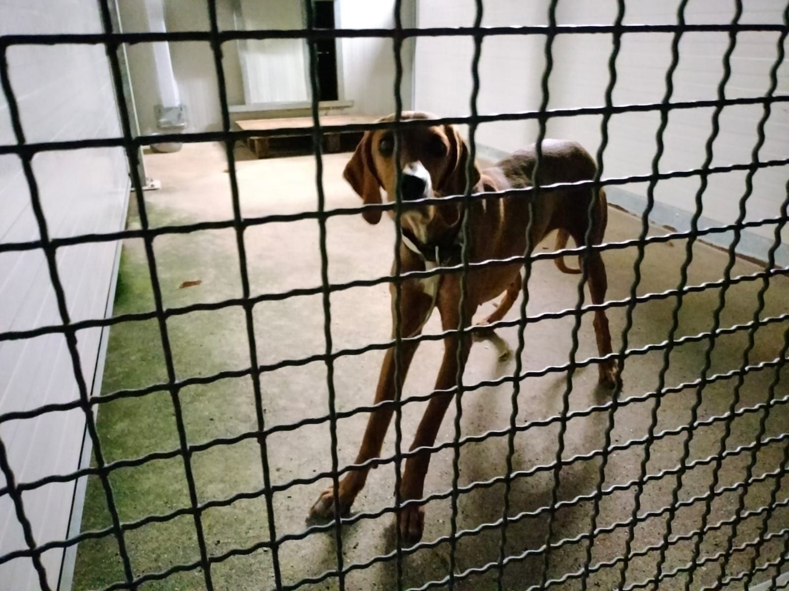 Immagine per La cagnolina Nina torna ai proprietari di Cormons, udienza predibattimentale sul caso il 15 aprile