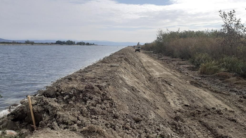 Copertina per Argini più sicuri all'Isola della Cona, arrivati primi uccelli migratori