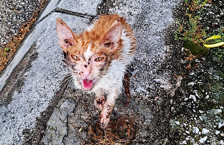 Immagine per Lettere - La rinascita del gatto Sunny: «Ora sei pieno di amore e affetto»