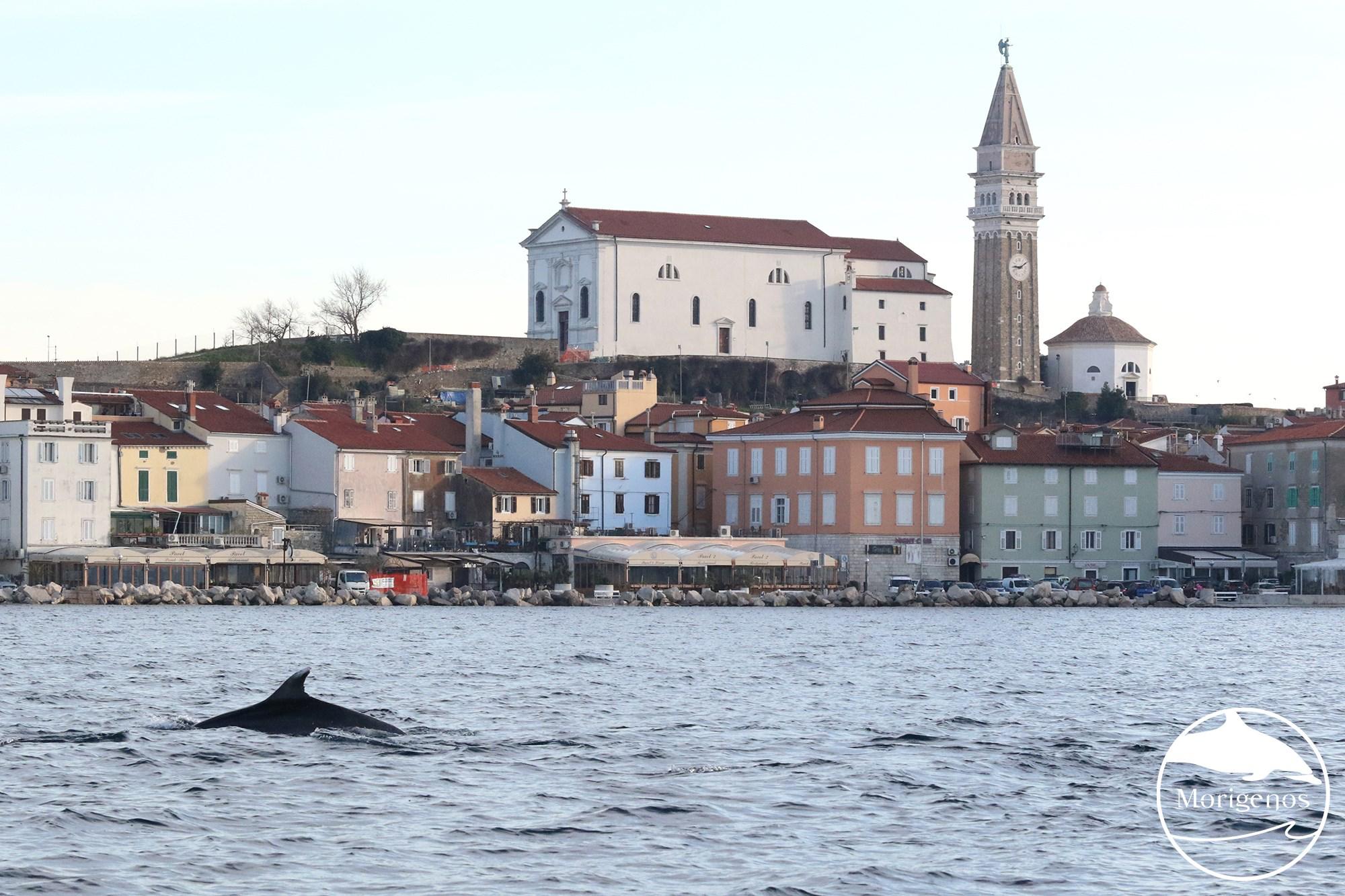 Copertina per Delfini avvistati al largo di Pirano, l'incredibile spettacolo nel Golfo di Trieste